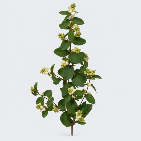 Symphoricarpos White Hedge — Symphoricarpos White Hedge