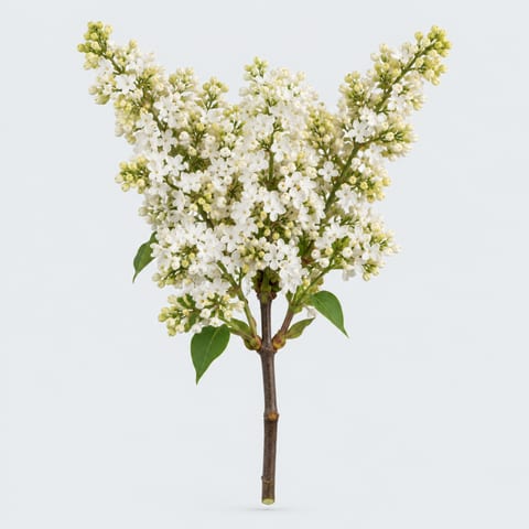 Syringa vulgaris Madame Florent Stepman — Syringa vulgaris Madame Florent Stepman