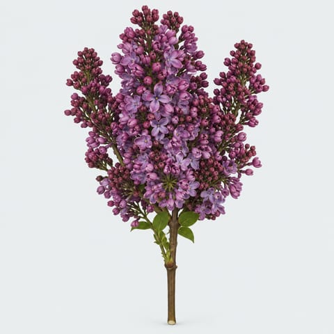 Syringa vulgaris Ruhm von Horstenstein — Syringa vulgaris Ruhm von Horstenstein