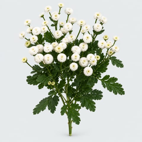 Tanacetum parthenium Baya — Tanacetum parthenium Baya