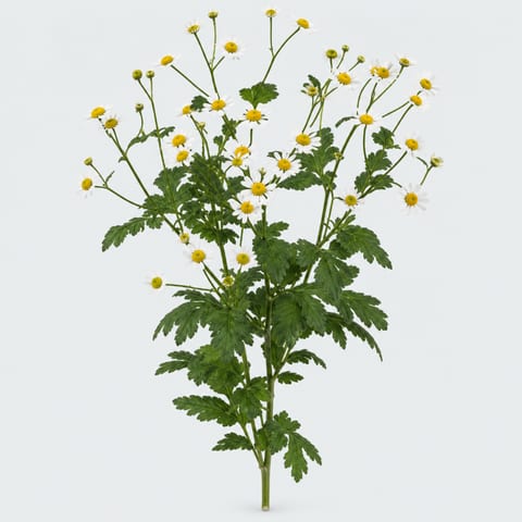 Tanacetum parthenium Single Vegmo — Tanacetum parthenium Single Vegmo