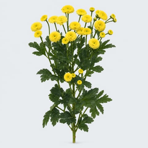 Танацетум Йеллоу Вегмо — 'Yellow Vegmo'