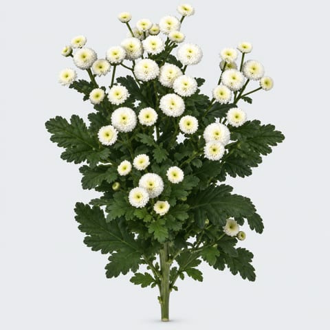Tanacetum parthenium Snowball — Tanacetum parthenium Snowball