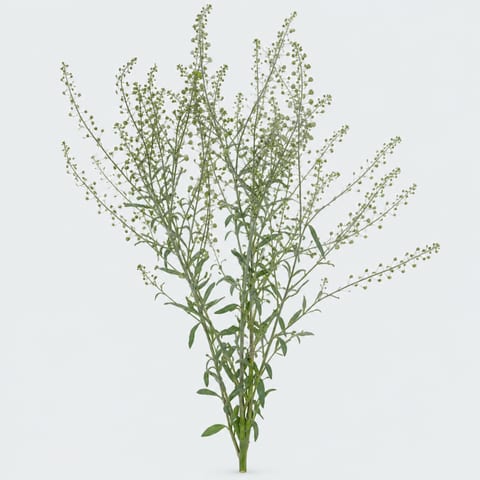 Thlaspi Green Bell — Thlaspi Green Bell