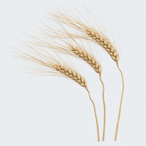 Triticum aestivum — Triticum aestivum