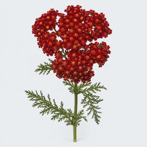 Тысячелистник Паприка — 'Paprika'