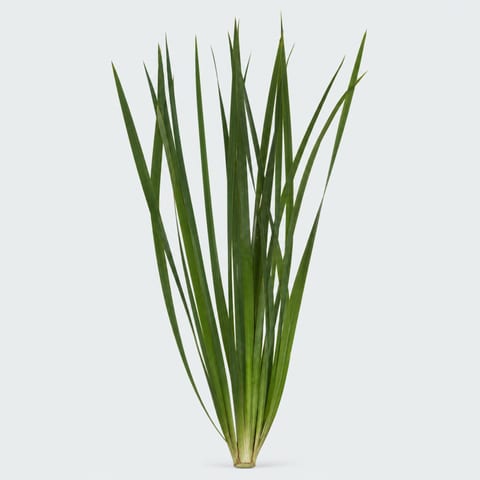 Typha — Typha