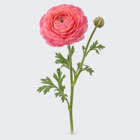 Ranunculus asiaticus Elegance Pink — Ranunculus asiaticus Elegance Pink