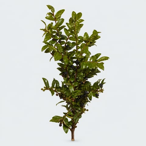 Vaccinium Huckleberry — Vaccinium Huckleberry