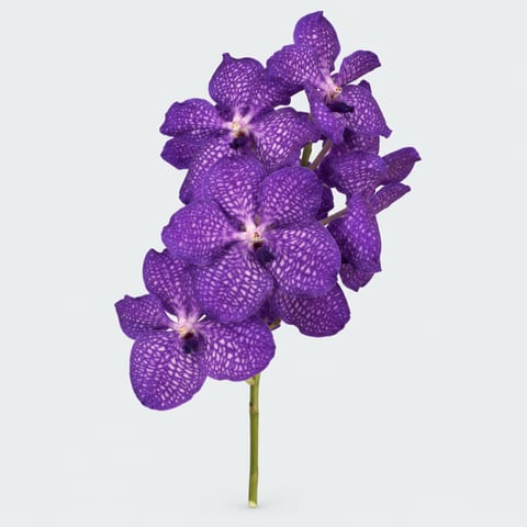 Vanda Blue Magic — Vanda Blue Magic