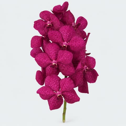 Vanda Cerise Magic — Vanda Cerise Magic
