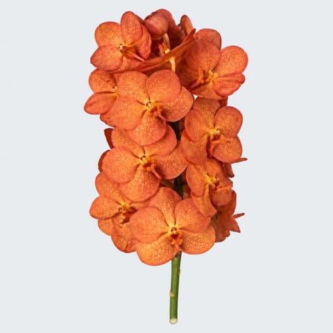 Vanda Orange Magic — Vanda Orange Magic
