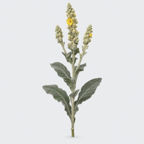 Verbascum bombyciferum — Verbascum bombyciferum