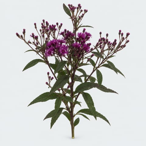 Vernonia crinita — Vernonia crinita