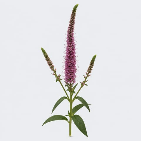 Veronica Anna — Veronica Anna