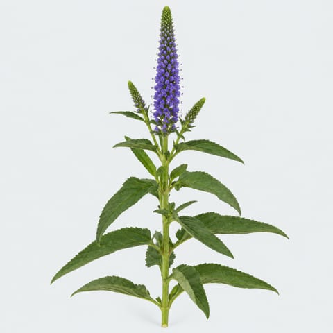 Veronica Clea Diana — Veronica Clea Diana