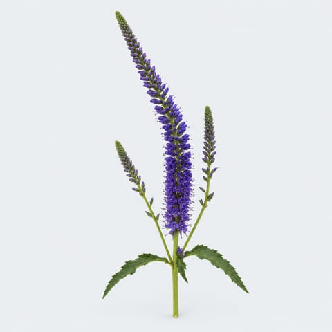 Veronica longifolia Pacific Ocean — Veronica longifolia Pacific Ocean