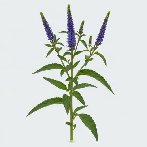 Veronica vertakt Clea Diana — Veronica vertakt Clea Diana