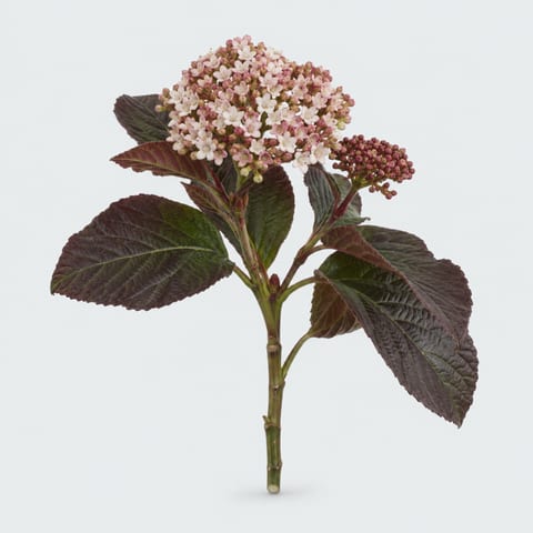 Viburnum Macrophyllum — Viburnum Macrophyllum