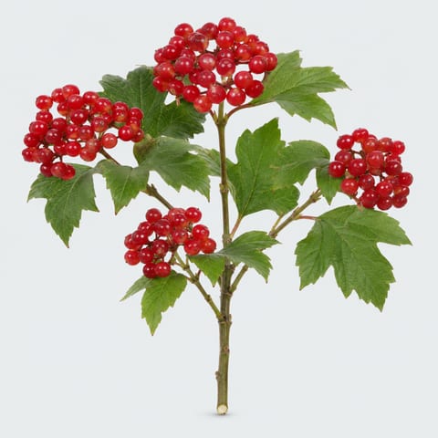 Viburnum opulus Compactum — Viburnum opulus Compactum