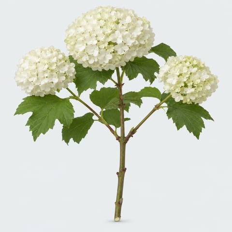 Viburnum opulus Roseum — Viburnum opulus Roseum