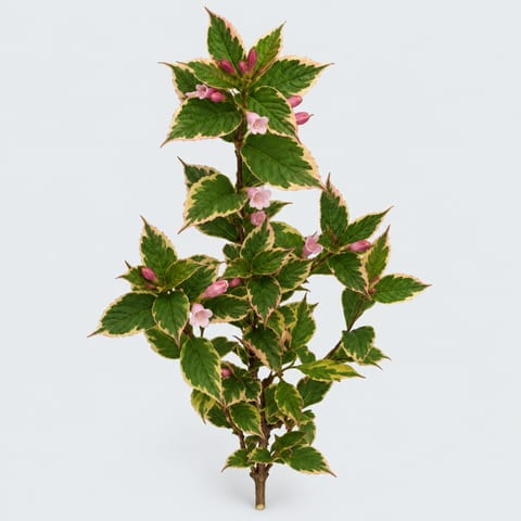 Weigela florida Nana Variegata — Weigela florida Nana Variegata