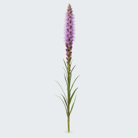 Liatris spicata Callilepis — Liatris spicata Callilepis