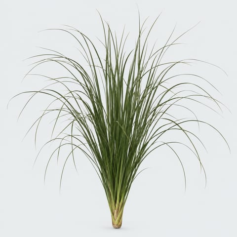 Xerophyllum tenax Beargrass — Xerophyllum tenax Beargrass