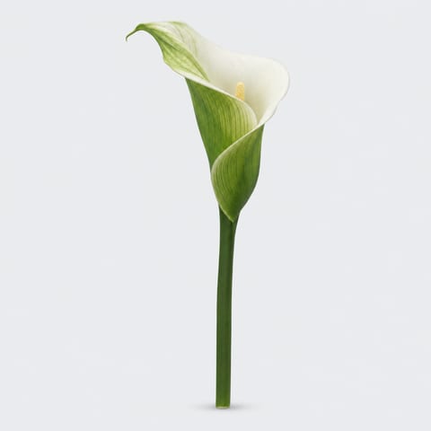Калла Грин Годдесс — 'Green Goddess'