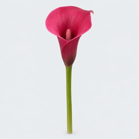 Zantedeschia Captain Romance — Zantedeschia Captain Romance