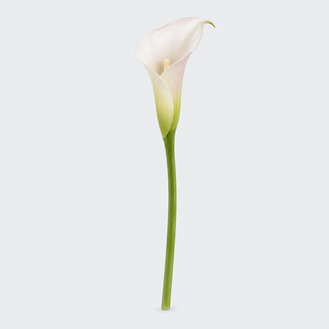 Zantedeschia Crystal Blush — Zantedeschia Crystal Blush