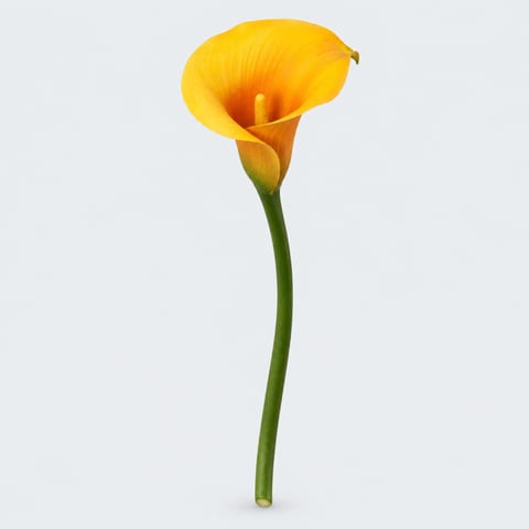 Zantedeschia Florex Gold — Zantedeschia Florex Gold