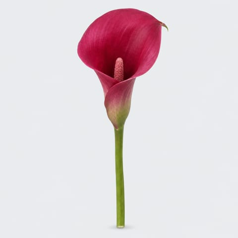 Zantedeschia Garnet Glow — Zantedeschia Garnet Glow