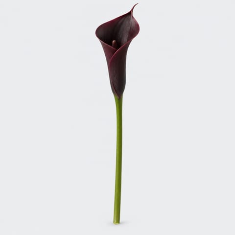 Zantedeschia Hot Chocolate — Zantedeschia Hot Chocolate