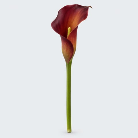 Zantedeschia Indian Summer — Zantedeschia Indian Summer