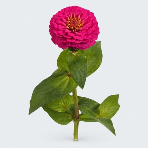Цинния изящная — Zinnia elegans